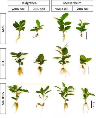 Genes Involved in Stress Response and Especially in Phytoalexin Biosynthesis Are Upregulated in Four Malus Genotypes in Response to Apple Replant Disease